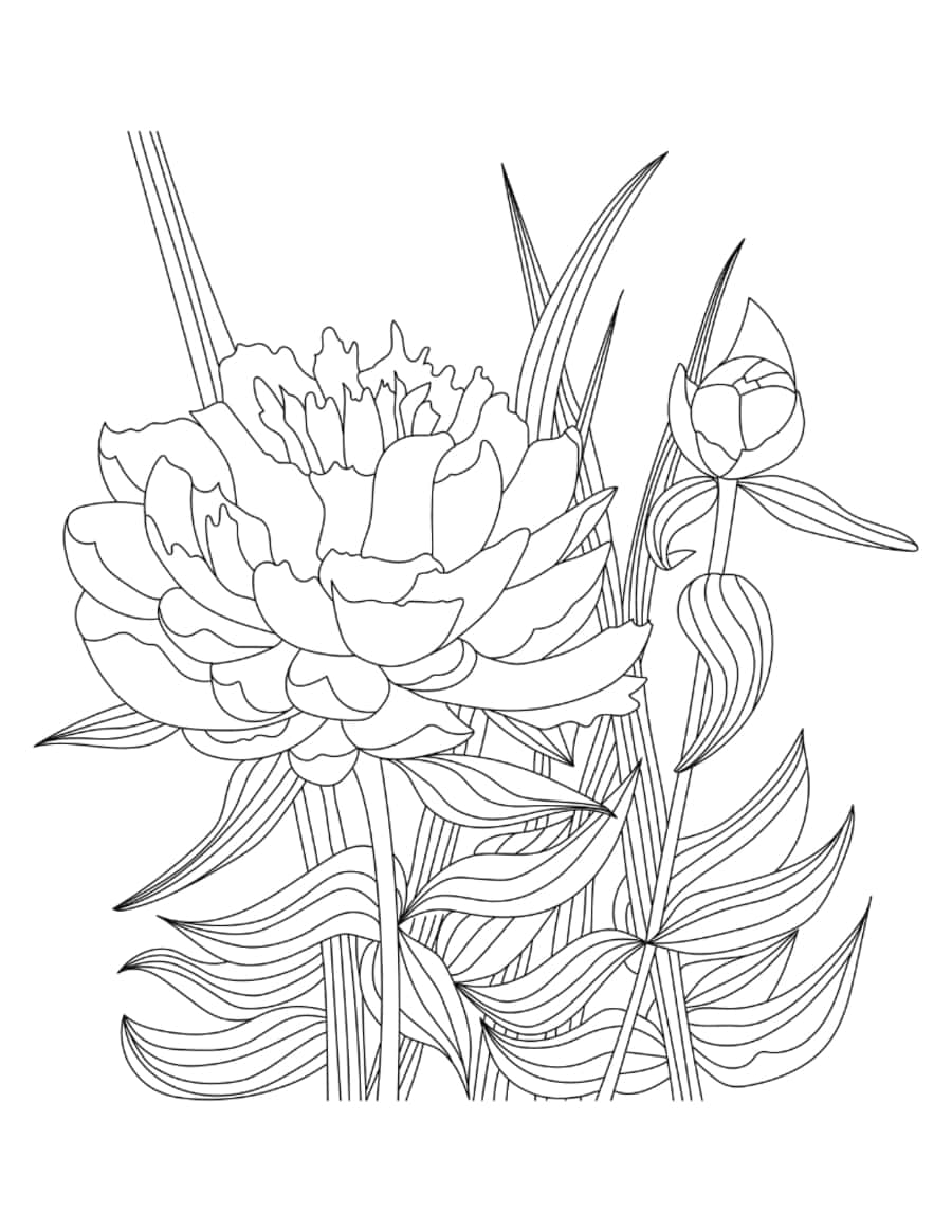 Flower Detailed Peony Drawing Coloring Pdf Free Vectors